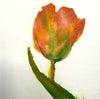 Greenland Tulip
