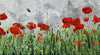 Poppies