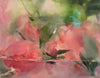 Drowned Peonies #1, #2 and #3