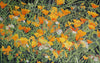 Kings Canyon April #1