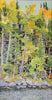 White Pine