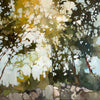 Birch Island 1