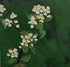 Daily Diaries: Flowering Saskatoons