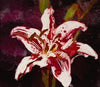 Red and White Lily